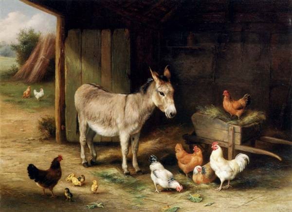 Donkey Hens And Chickens In A Barn